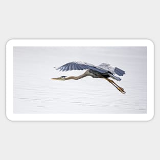 Great Blue Heron on Calm Waters Sticker